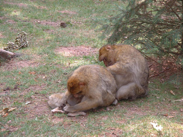 Monkey Family Grooming